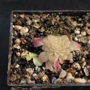 Pinguicula Laueana " crimson red flowers"