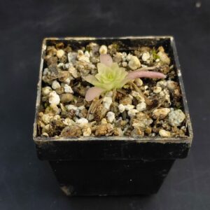 Pinguicula Cyclosecta X Moctezumae