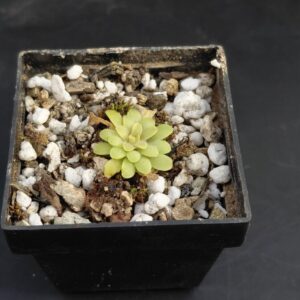 Pinguicula laxifolia
