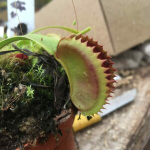 Dionaea Muscipula Lots 3 plantes géantes BCP Titan + Bimbo + Dentate A