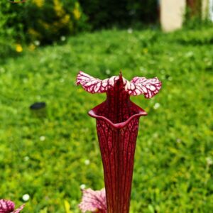 Sarracenia x moorei -- (S. flava var. rubricorpora (F149, MK) x S. leucophylla -- (L18, MK))