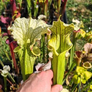 Sarracenia x moorei -- ‘Leviathan’ (H393, MK)