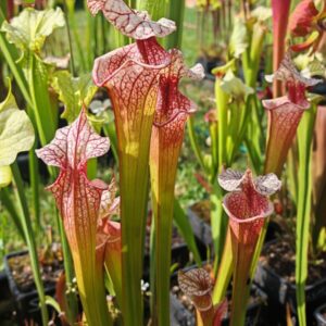 Sarracenia x moorei -- ‘Atlas 5’
