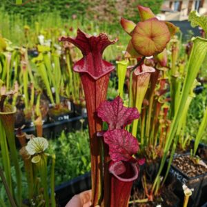 Sarracenia x moorei -- 'Saurus'