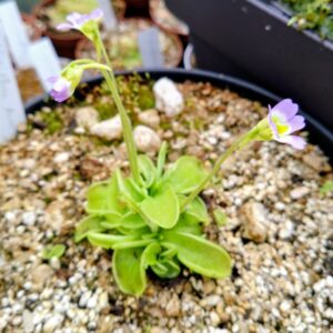 Pinguicula Hirtiflora mont olympe Grèce