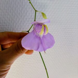 Utricularia humboldtii