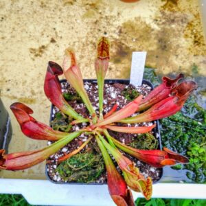 Sarracenia purpurea ssp purpurea lake huron