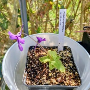 Pinguicula grandiflora