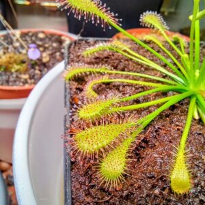 Drosera intermedia gran sabana