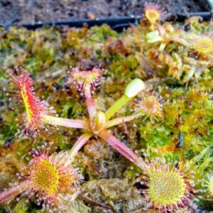 Drosera rotundifolia