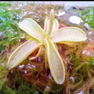 Pinguicula primuliflora