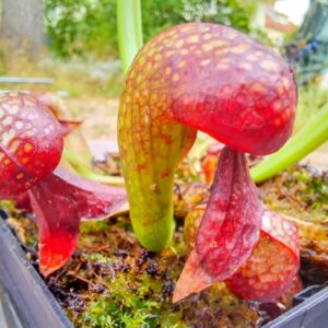 Darlingtonia californica
