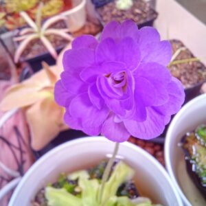 Pinguicula primuliflora rose