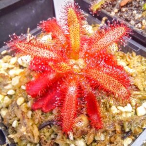 Drosera graomogolensis