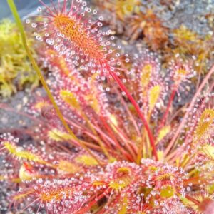 Drosera anglica