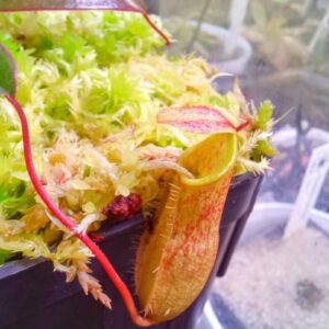 Nepenthes bellii