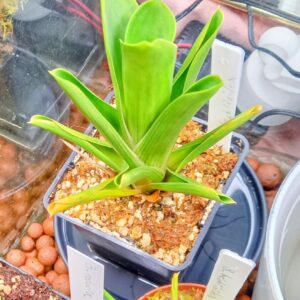 Brocchinia hectioides