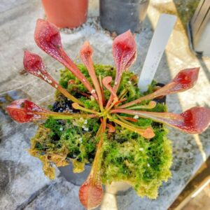 Sarracenia psittacina