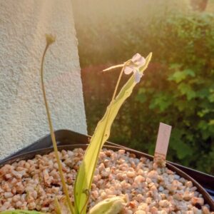 Pinguicula vallisneriifolia white flower