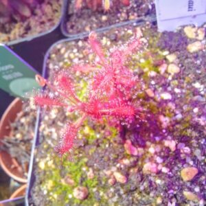 Drosera grantsaui