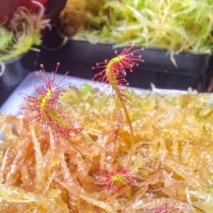 Drosera anglica hawaii alakai