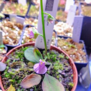 Utricularia calycifida giant gran sabana