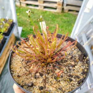 Drosera linearis