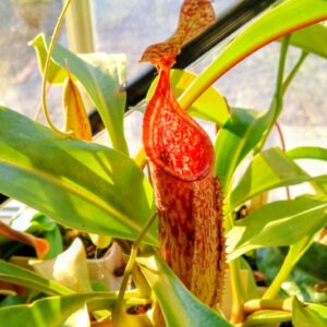 Nepenthes minima