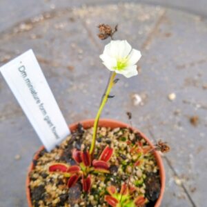 Dionaea miniature giant flower