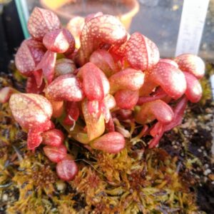 Darlingtonia californica dwarf form