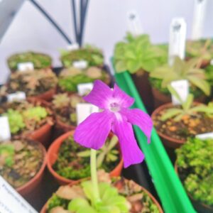 Pinguicula spec sumidero 1
