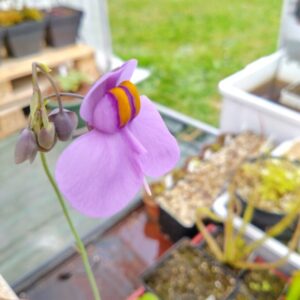 Utricularia cornigera