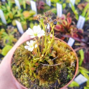 Dionaea neotenic pygmy