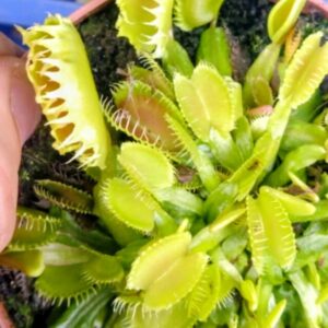 Dionaea MR épouvantail