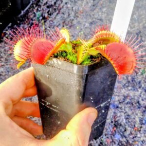 Dionaea bcp titanium