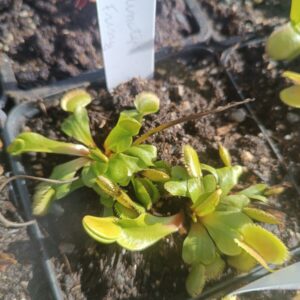 Dionaea ' lunatique fring '