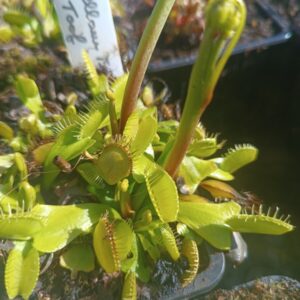 Dionaea ' yellow fused toof '