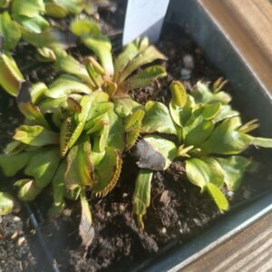 Dionaea ' uk sawtooh 1 '