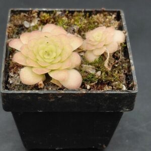 Pinguicula sp Huatla
