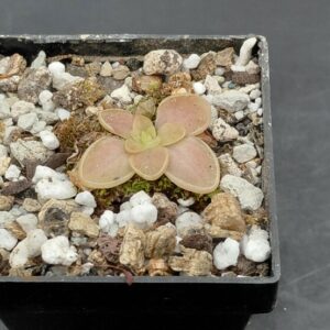 Pinguicula Laueana Sierra Mixe