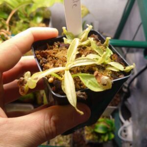 Nepenthes Hookeriana snow white