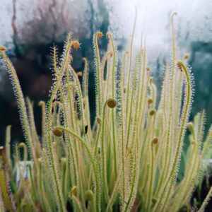 Drosera filiformis
