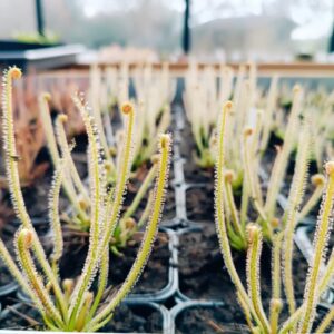 Drosera filiformis Var floridana giant