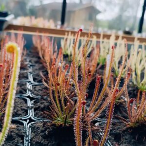 Drosera filiformis Red
