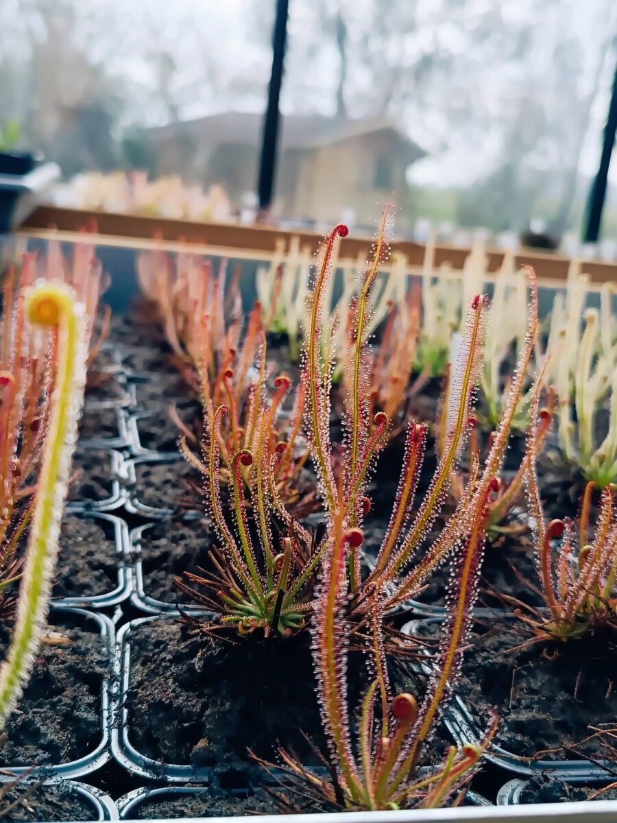 Drosera filiformis Red