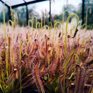 Drosera capensis