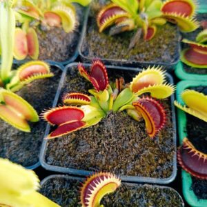 Dionaea ' Dracula '