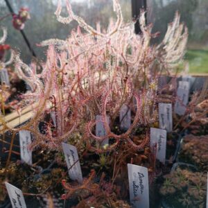 Drosera binata var multifida