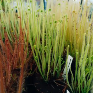Drosera filiformis var tracyi