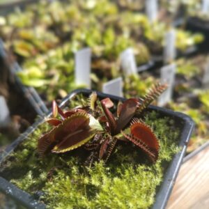 Dionaea ' claton volcanique Red '